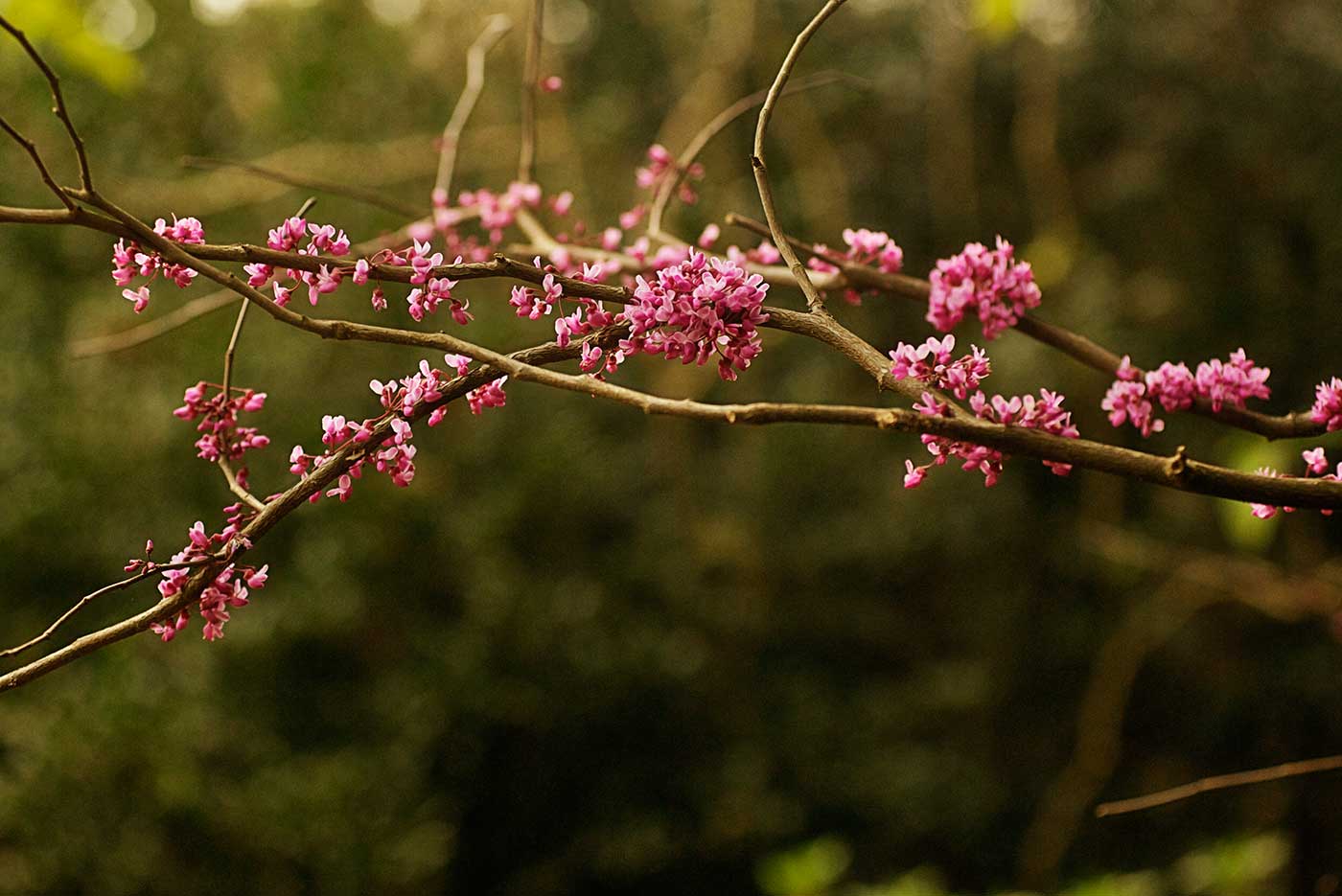 Blossom Jaspers Berry Wedings