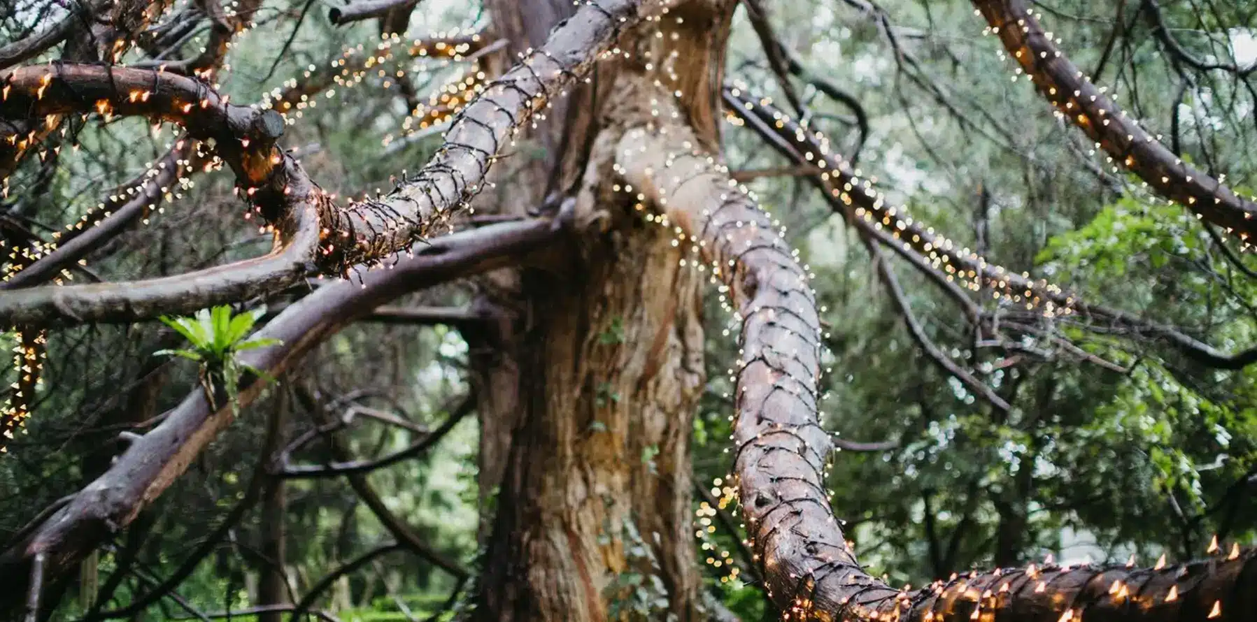 Jaspers Berry_Magic Faraway Tree_banner_RT-south-coast-nsw