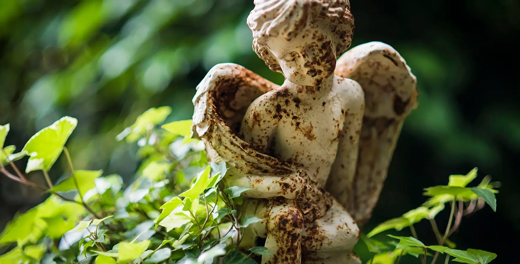 Jaspers Berry_garden angel ivy_banner_RT-south-coast-nsw