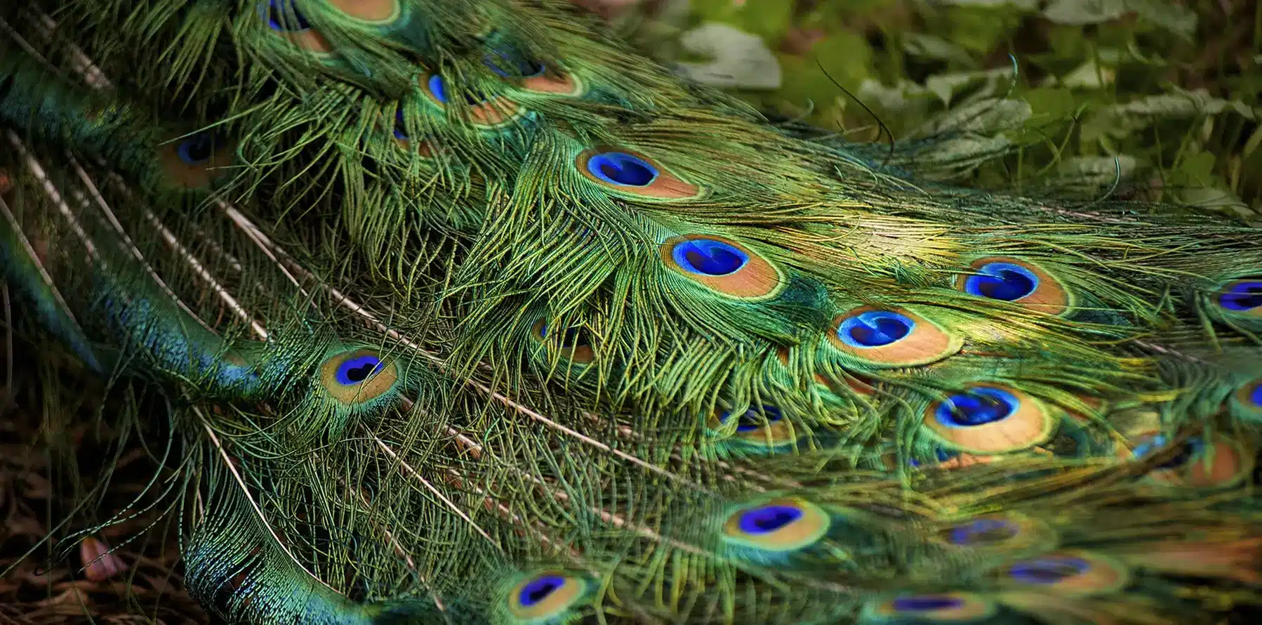 Jaspers Berry_peacock feathers_banner_RT-south-coast-nsw