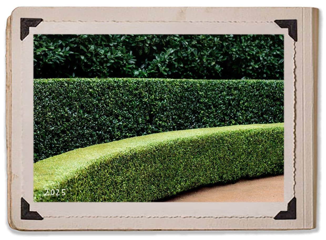 2025 Gardening Landscape Design Carriageway Jaspers Berry History Album