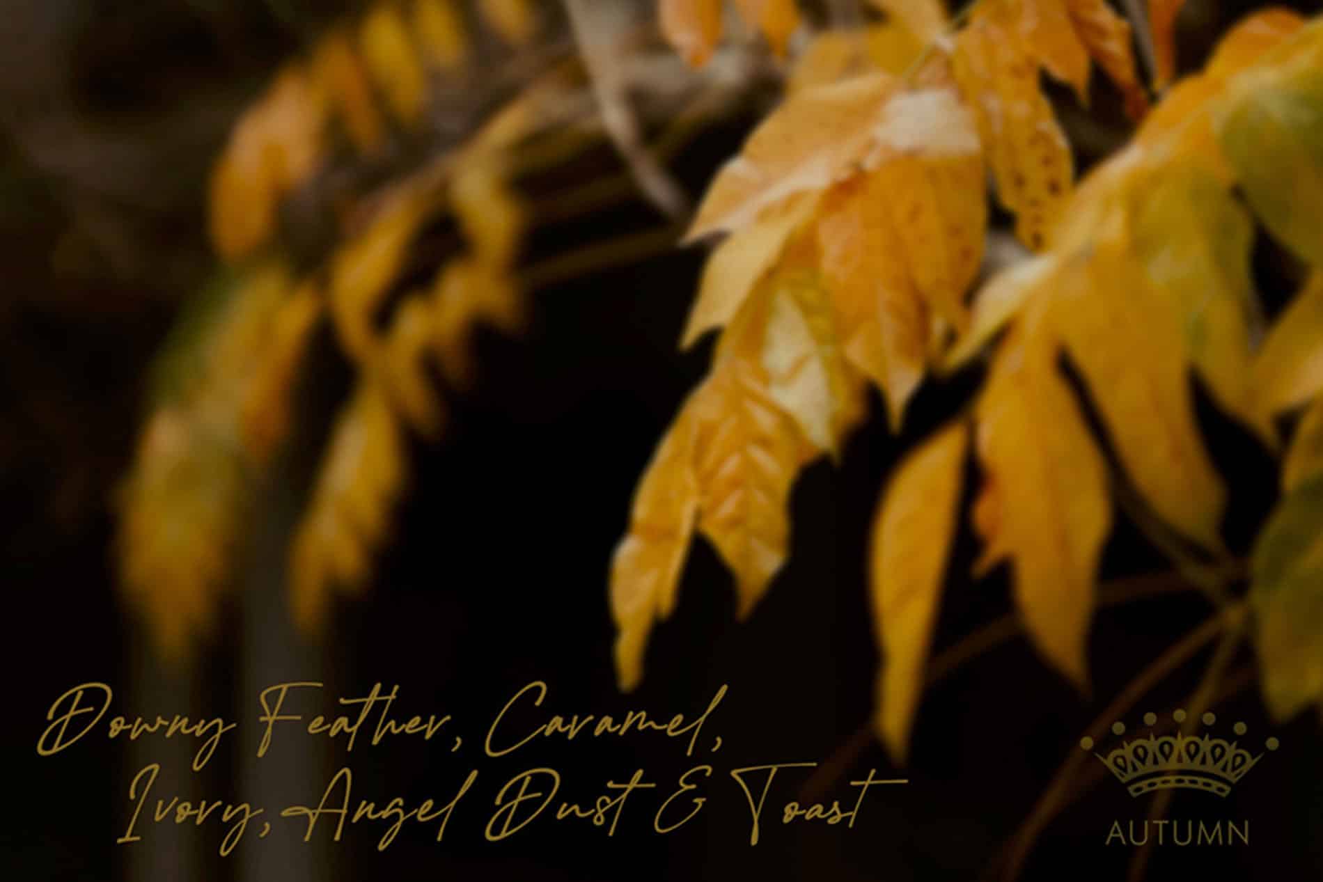 Downy-Feather-Caramel-Ivory-Angel-Dust-Toast-Autumn-Leaves-Luxury-Wedding-Venue-Boutique-Wedding-Autumn-Wedding-Jaspers-Berry