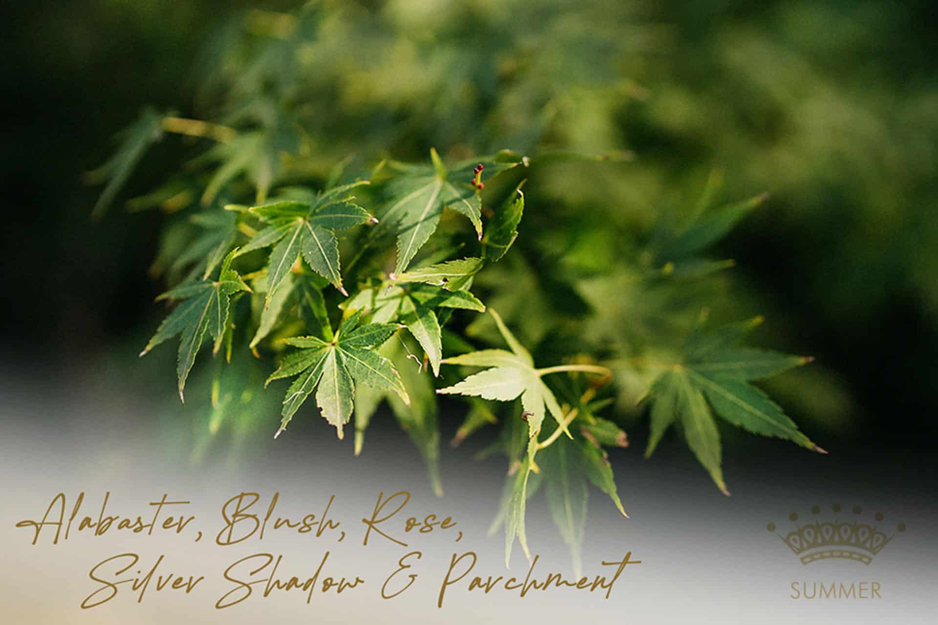 Japanese-Maple-Tree-Leaves-Alabaster-Blush-Rose-Silver-Shadow-Parchment-Summer-Wedding-Jaspers-Berry-South-Coast-Wedding-Venue-Elegant-Wedding