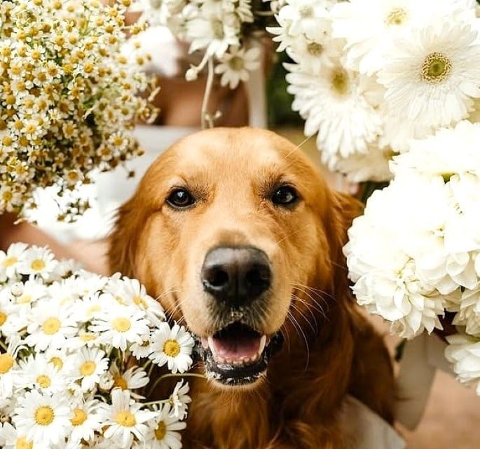 Dogs Ceremony Bouquets Jaspers Berry South Caost NSW
