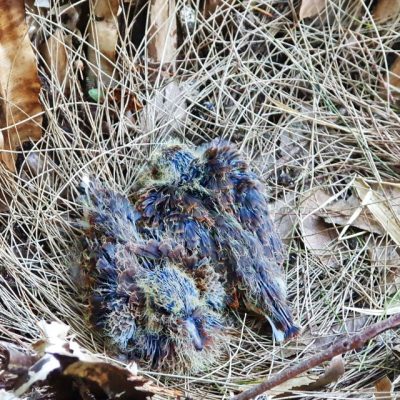 Baby Birds Nature Chicks Jaspers Berry Creatures Great and Small Australian Wildlife