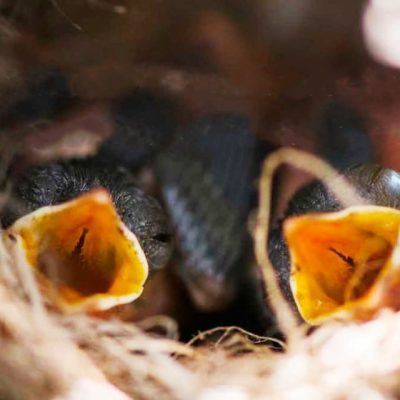 Baby Chicks Birds Nest Creatures Great and Small Australian Wildlife Jaspers Berry