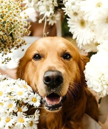Dogs Ceremony Bouquets Jaspers Berry South Caost NSW