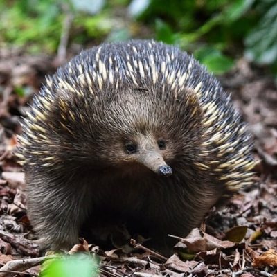 Echidna Australian Animals Jaspers Berry Creatures Great and Small Oasis Destination Wedding Venue