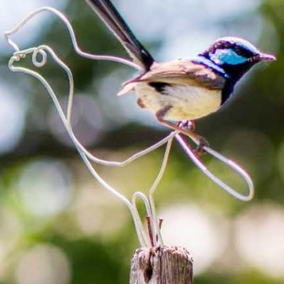 Gatronomy Blue Bird Jaspers Meadows Veggie Garden Jaspers Berry South Coast NSW