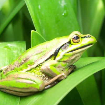Green Tree Frog Jaspers Tropical Garden Berry NSW