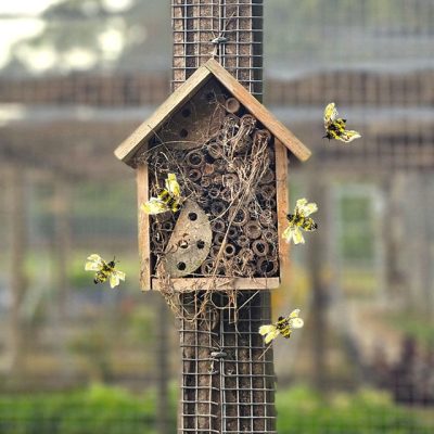 Insect Hotel Honey Bees Jaspers Meadows Jaspers Berry Luxury Destination Wedding Venue South Coast NSW