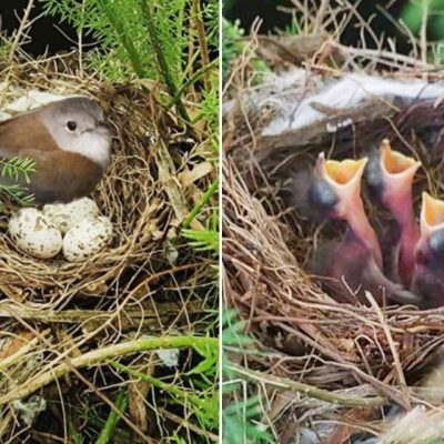 Jaspers Berry Bird Meadows Birds Nest Baby Birds Vegetable Garden Creatures Great and Small Wildlife