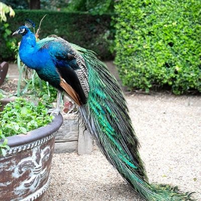King Richard Private Gardens Veggie Garden Peacock Gardening Luxury Wedding Venue Creatures Great and Small Dream Wedding Venue Jaspers Berry