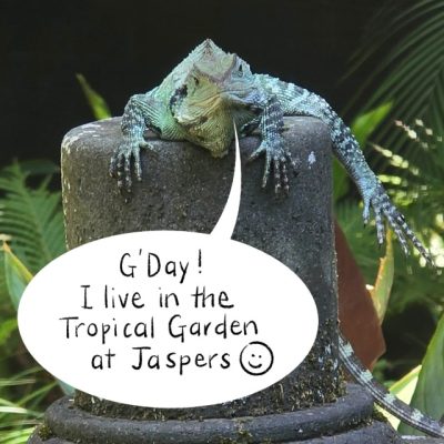 Lizard Tropical Garden Destination Wedding Venue Tropical Oasis Jaspers Berry South Coast NSW
