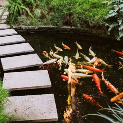 Nowra Wedding South Coast Weddings Koi Fish Tropical Garden Elegant Wedding Secret Garden Creatures Great and Small Jaspers Berry