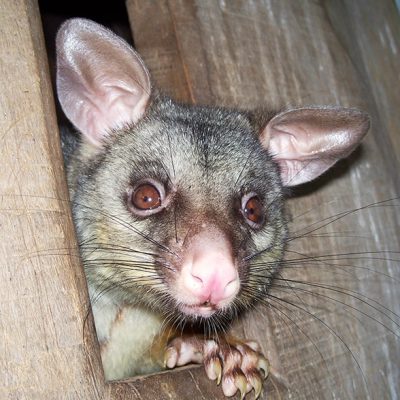 Possum Jaspers Garden South Coast NSW