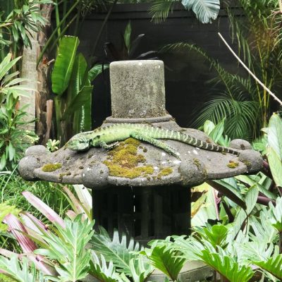 Tropical Garden Private Gardens Lizard Jaspers Berry South Coast Wedding Venue Creatures Great and Small