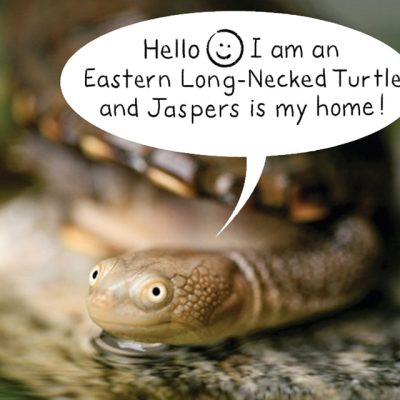 Turtle Creatures Great and Small Australian Countryside South Coast Wedding Venue Private Oasis Jaspers Berry