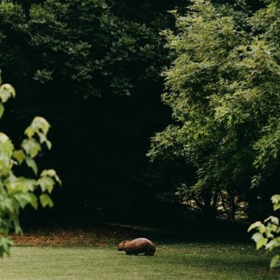 Wombat Wildlife Nature Jaspers Berry Countryside Creatures Great and Small Australian Animal